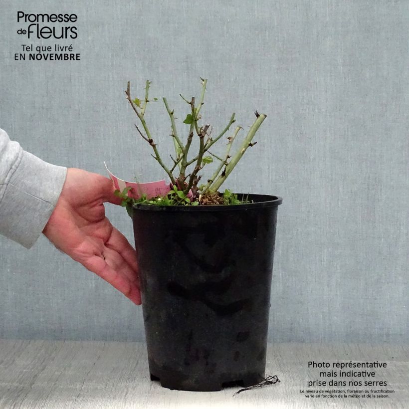 Spécimen de Rosier Décorosiers Mareva Pot de 4L/5L tel que livré en automne