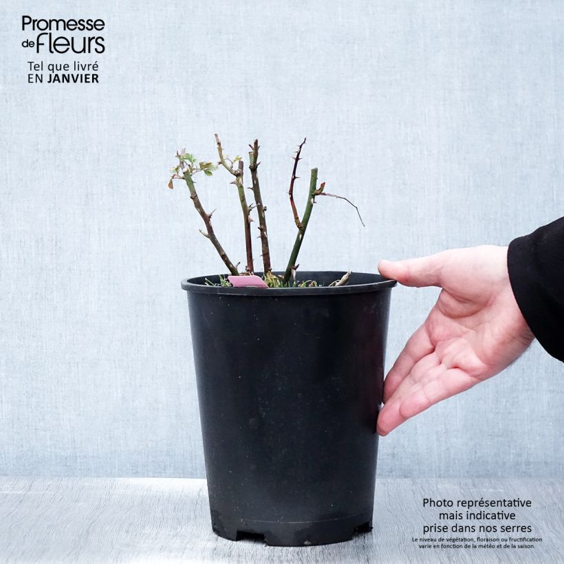 Spécimen de Rosier Décorosiers Mareva Pot de 4L/5L tel que livré en hiver