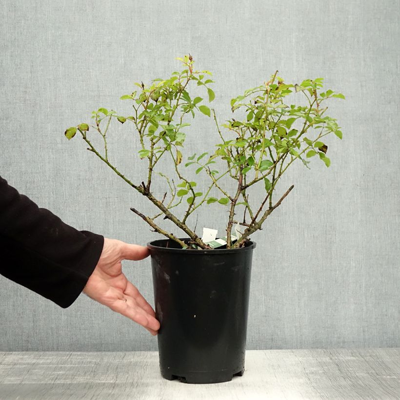 Spécimen de Rosier Décorosiers OPALIA Pot de 4L/5L tel que livré en automne