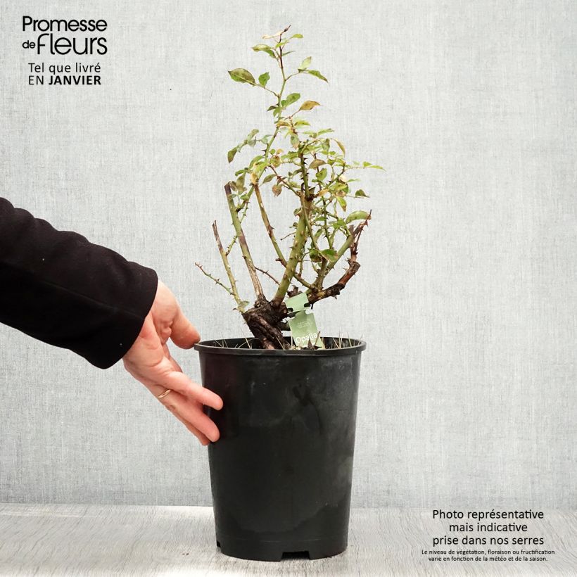 Spécimen de Rosier Décorosiers OPALIA Pot de 4L/5L tel que livré en hiver