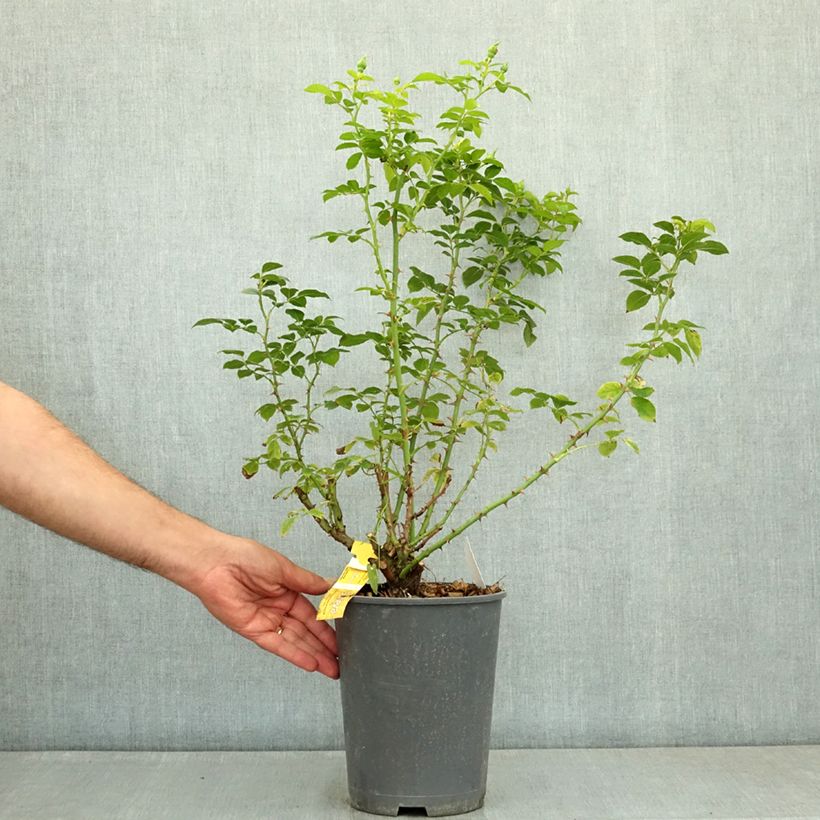 Spécimen de Rosier Décorosiers Suneva  Pot de 4L/5L tel que livré en été
