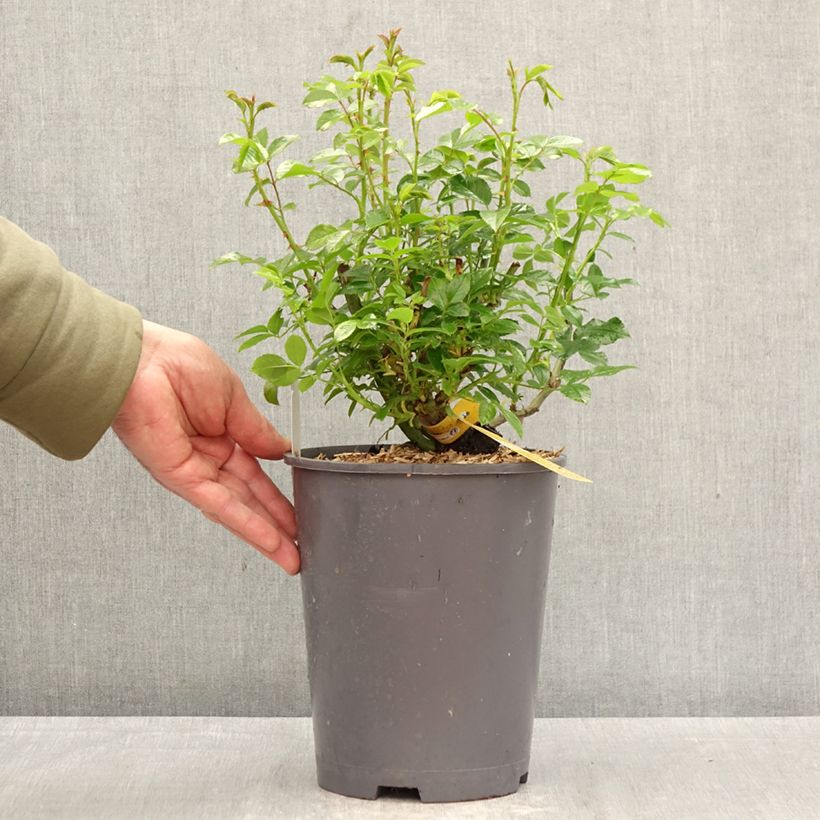 Spécimen de Rosier Décorosiers Suneva  Pot de 4L/5L tel que livré au printemps