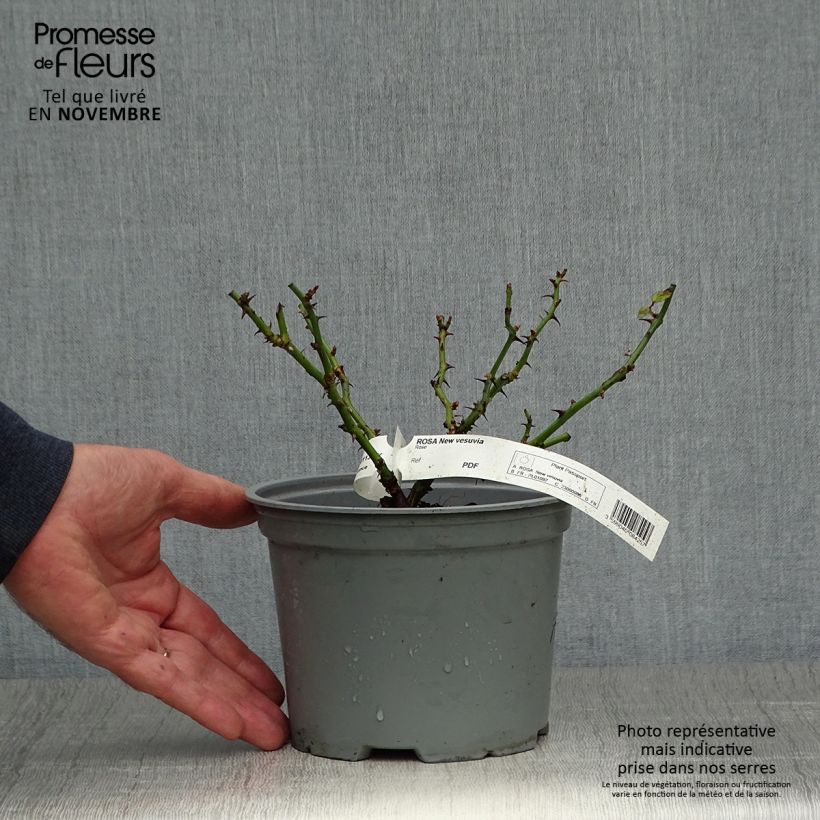 Spécimen de Rosier Décorosiers Vesuvia Pot de 2L/3L tel que livré en automne