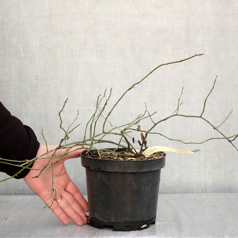 Spécimen de Rosier des champs - Rosa arvensis Pot de 2L/3L tel que livré en hiver