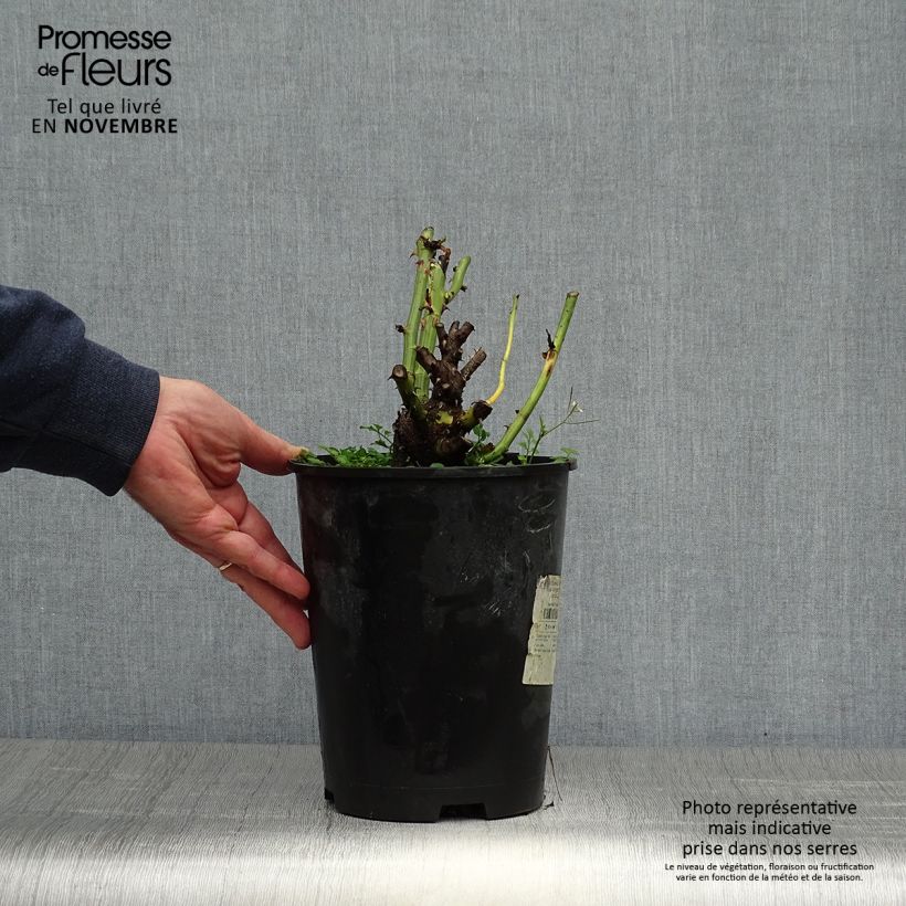 Spécimen de Rosier Dominica Intercomdoor - Buisson à grande fleurs Pot de 4L/5L tel que livré en automne