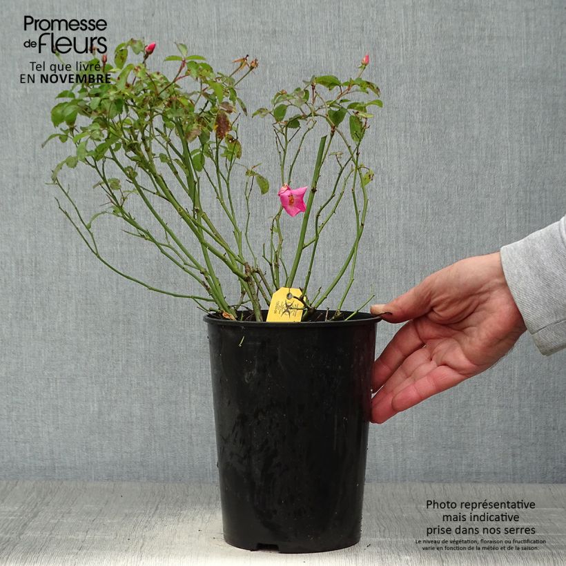 Spécimen de Rosier Fortuna Pot de 2L/3L tel que livré en automne