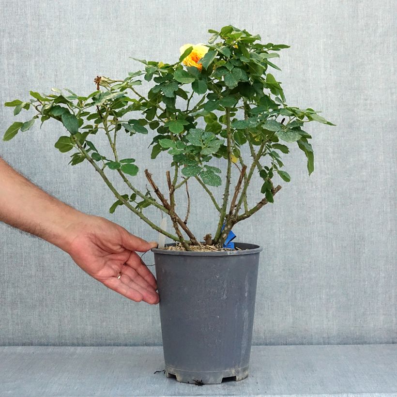 Spécimen de Rosier Generosa 100 Idées Jardin Pot de 4L/5L tel que livré en été