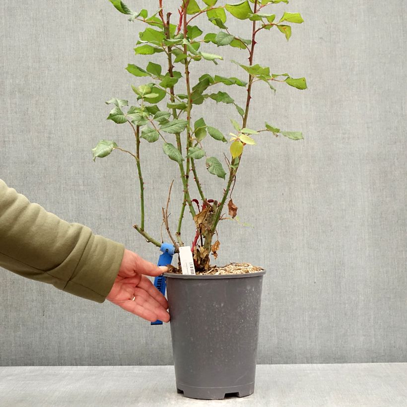 Spécimen de Rosier Generosa Elodie Gossuin Pot de 4L/5L tel que livré au printemps