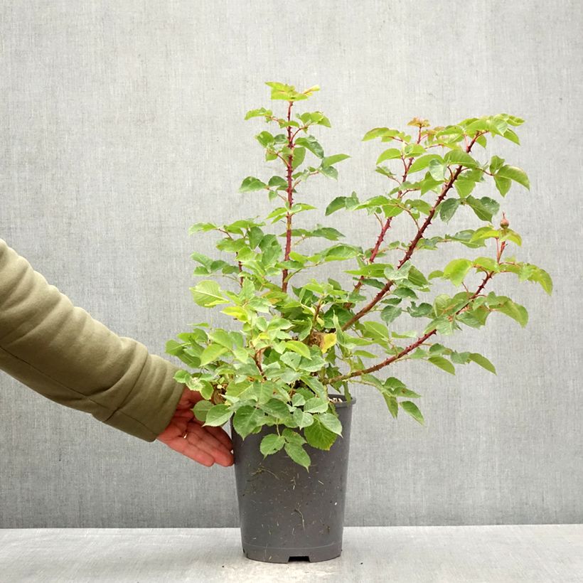 Spécimen de Rosier Generosa Odile Masquelier Pot de 4L/5L tel que livré au printemps