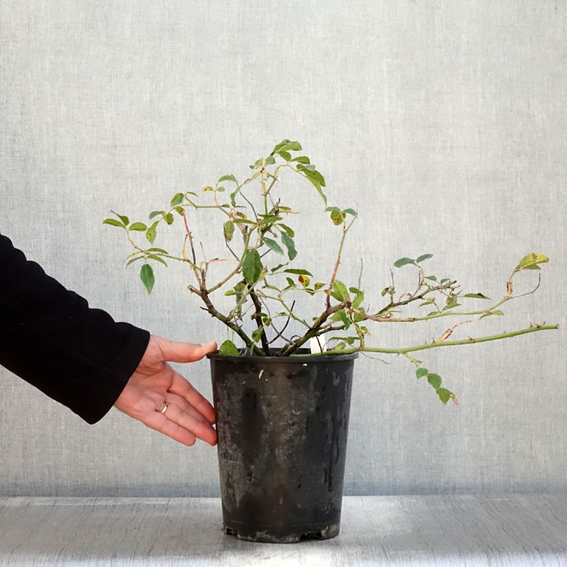 Spécimen de Rosier grimpant Aimée Vibert Pot de 4L/5L tel que livré en automne