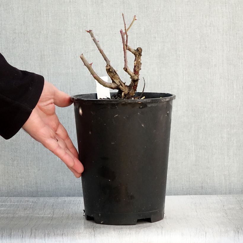 Spécimen de Rosier grimpant Alaska  Pot de 4L/5L tel que livré en hiver