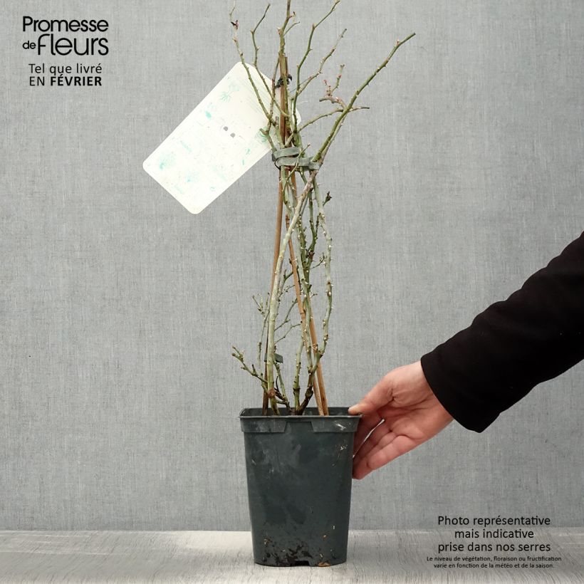 Spécimen de Rosier grimpant Starlet Rose Alina Pot de 4L/5L tel que livré en hiver