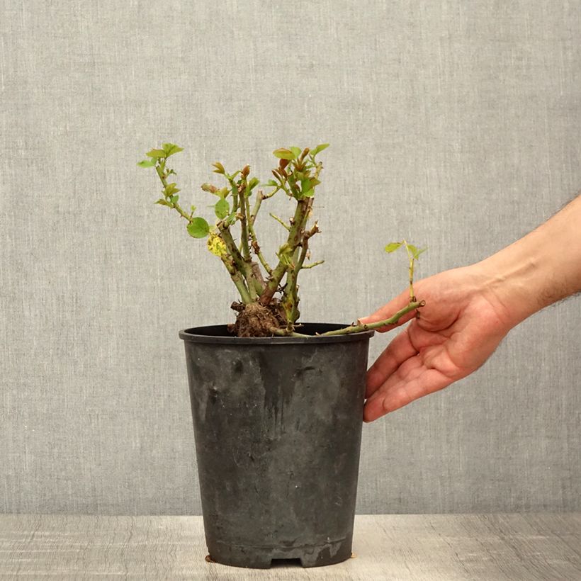 Spécimen de Rosier grimpant Allegro Pot de 4L/5L tel que livré au printemps