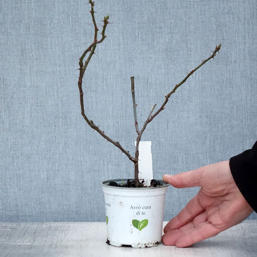 Spécimen de Rosier grimpant Aloha de Kordes KORwesrug Pot de 10 cm/11cm, Issu de bouture tel que livré en hiver