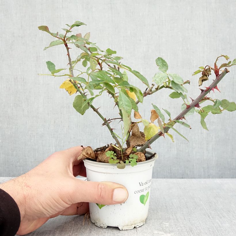 Spécimen de Rosier grimpant Aloha de Kordes KORwesrug Pot de 10 cm/11cm, Issu de bouture tel que livré en automne
