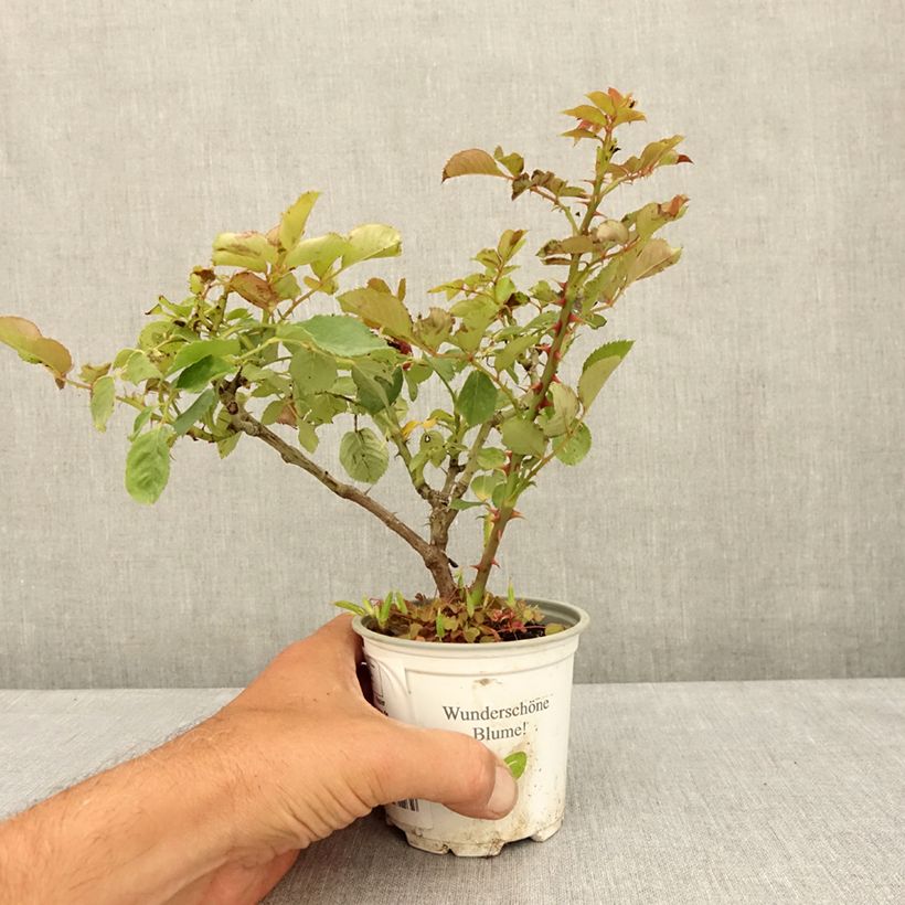 Spécimen de Rosier grimpant Aloha de Kordes KORwesrug Pot de 10 cm/11cm, Issu de bouture tel que livré en été