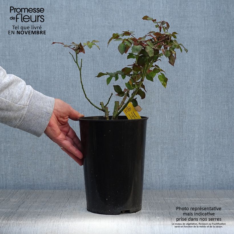 Spécimen de Rosier grimpant Amadeus Pot de 4L/5L tel que livré en automne