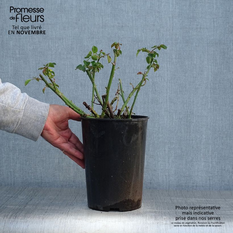 Spécimen de Rosier grimpant American Pillar Pot de 4L/5L tel que livré en automne