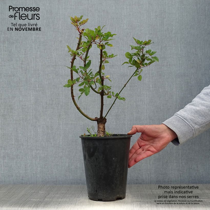 Spécimen de Rosier grimpant anglais Little Rambler Pot de 4L/5L tel que livré en automne