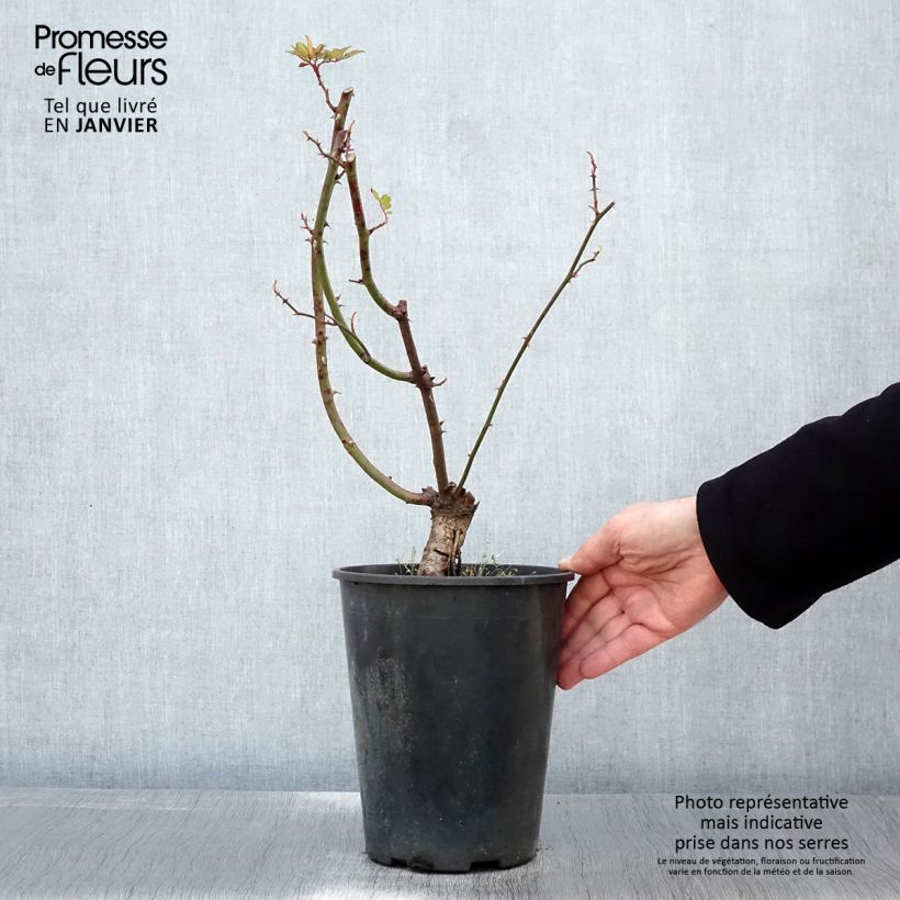 Spécimen de Rosier grimpant anglais Little Rambler Pot de 4L/5L tel que livré en hiver