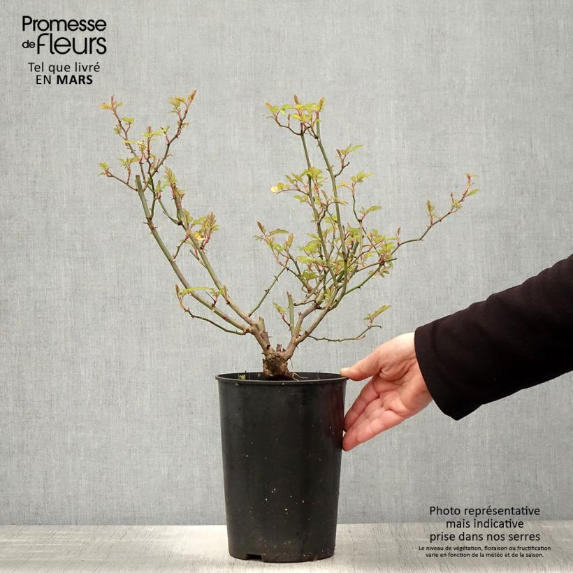 Spécimen de Rosier grimpant anglais Little Rambler Pot de 4L/5L tel que livré au printemps