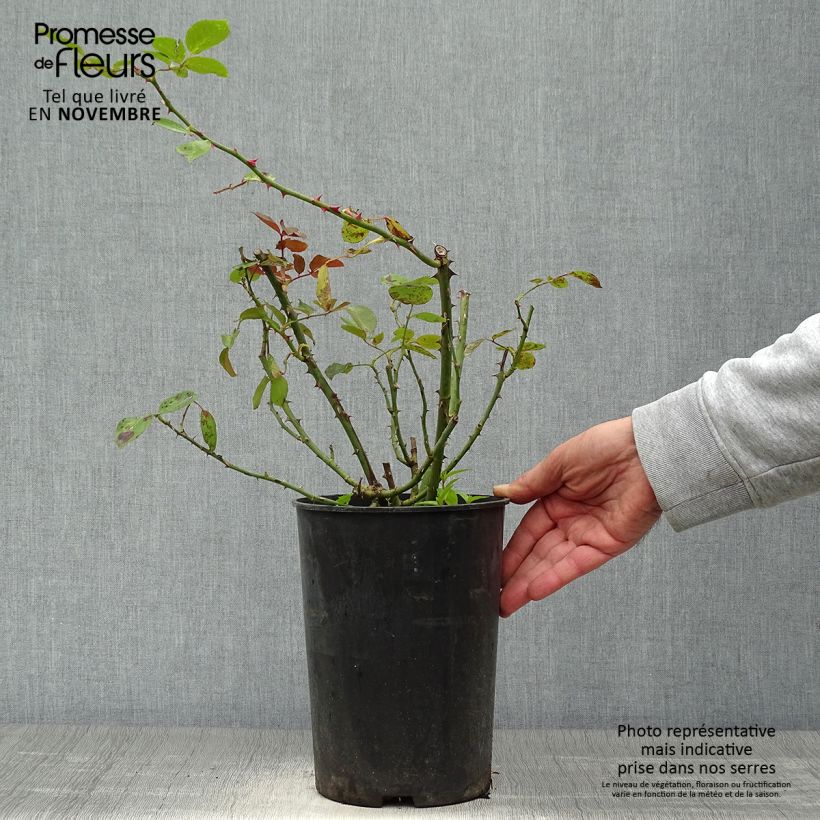 Spécimen de Rosier grimpant Bantry Bay Pot de 4L/5L tel que livré en automne