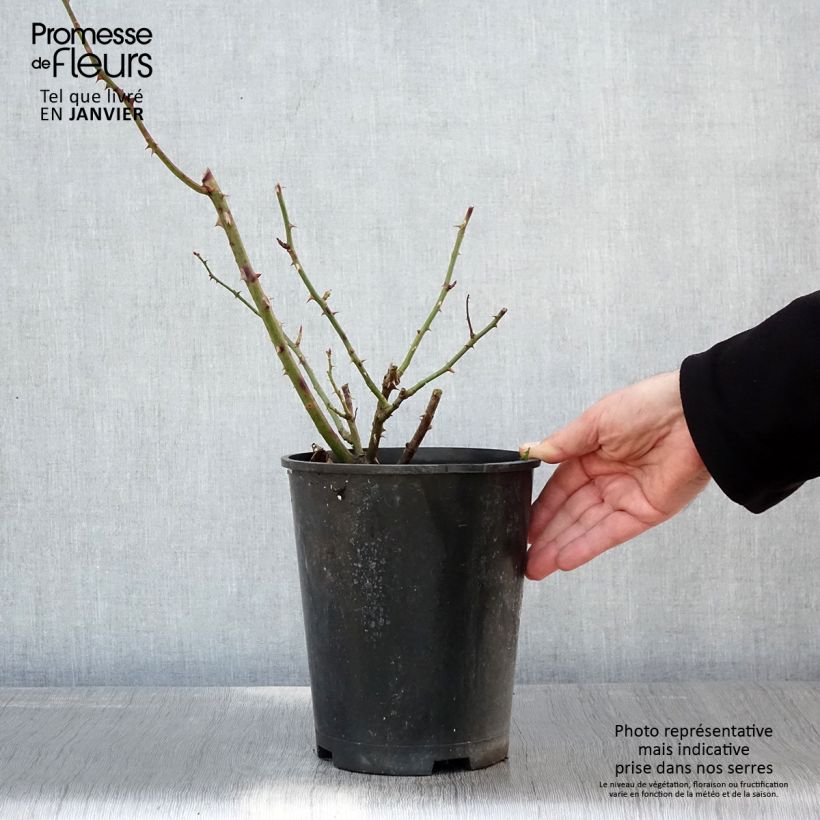 Spécimen de Rosier grimpant Bantry Bay Pot de 4L/5L tel que livré en hiver