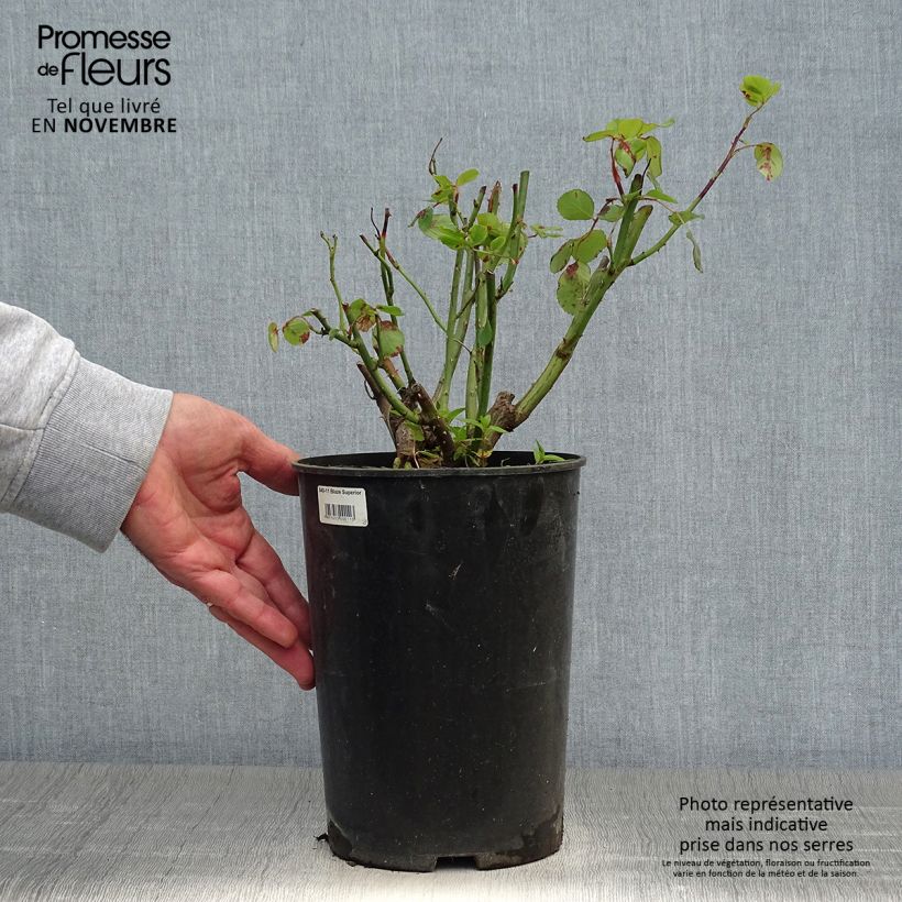 Spécimen de Rosier grimpant Blaze Superior (Blaze Improved, Demokracie) Pot de 4L/5L tel que livré en automne