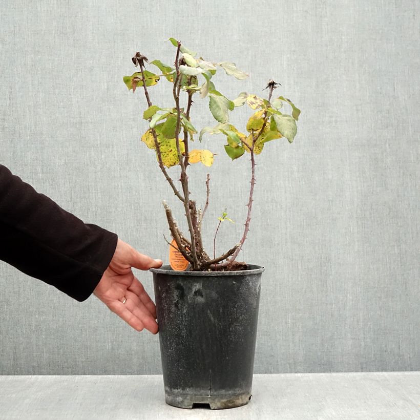 Spécimen de Rosier grimpant Christophe Colomb Pot de 4L/5L tel que livré en automne