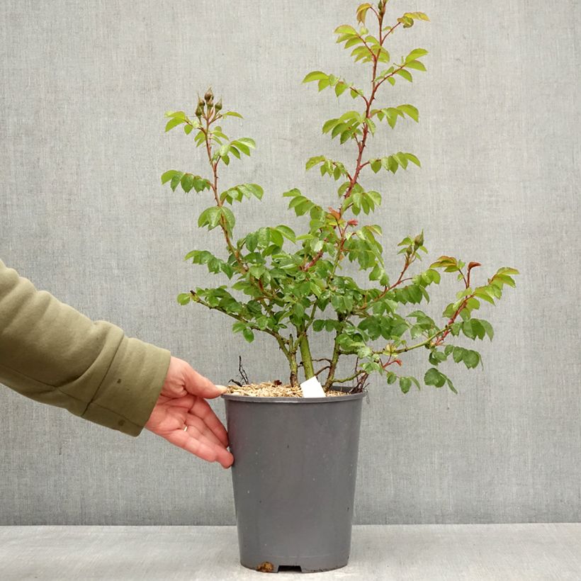 Spécimen de Rosier grimpant Climbing Max Bajazzo® Pot de 3L/4L tel que livré au printemps