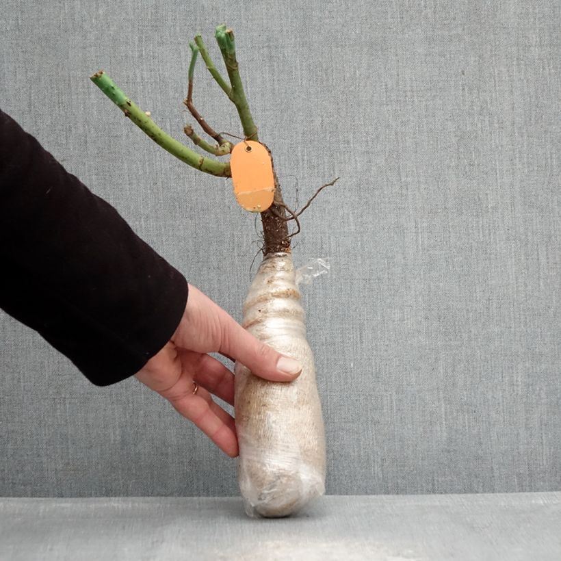 Spécimen de Rosier grimpant Climbing Max Kiss me Kate Racines nues en motte tel que livré en hiver