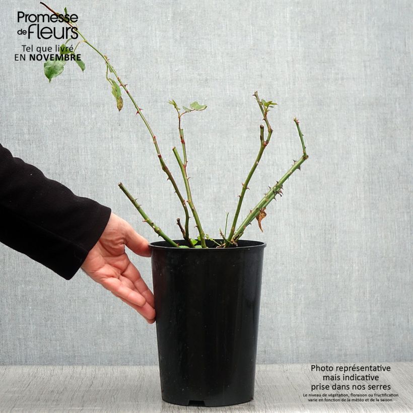 Spécimen de Rosier grimpant Coral Dawn Pot de 4L/5L tel que livré en automne