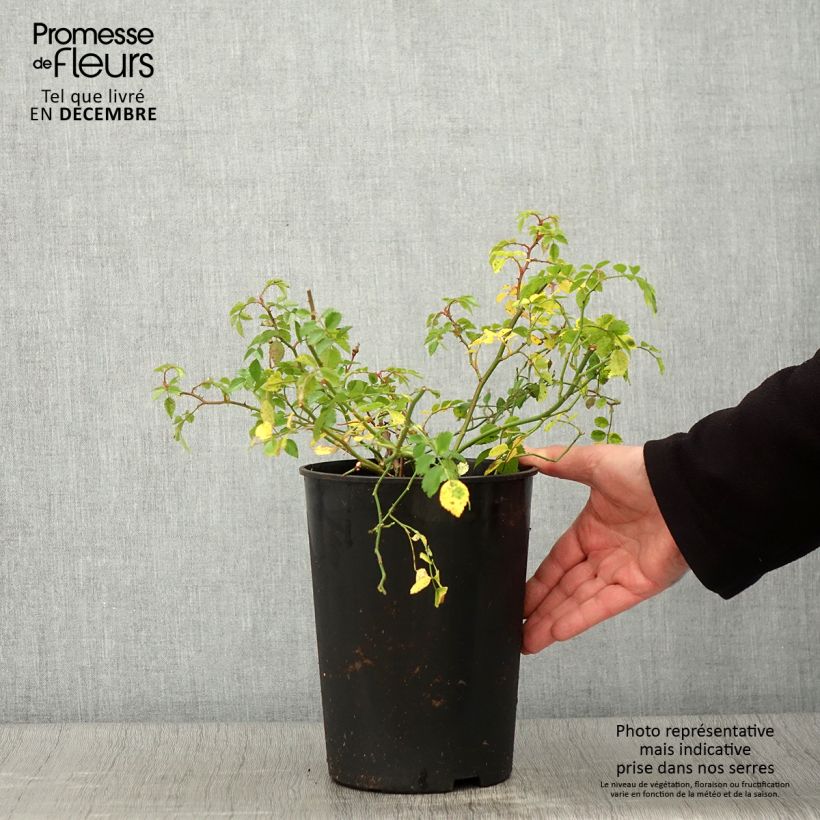 Spécimen de Rosier grimpant Crimson Shower Pot de 3L/4L tel que livré en automne