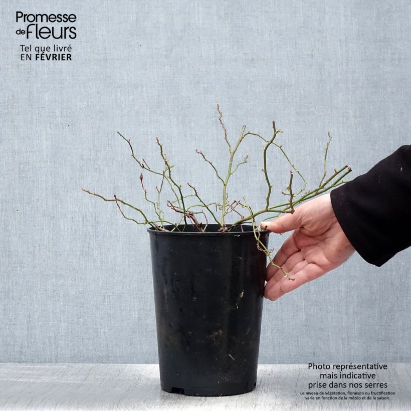 Spécimen de Rosier grimpant Crimson Shower Pot de 3L/4L tel que livré en hiver