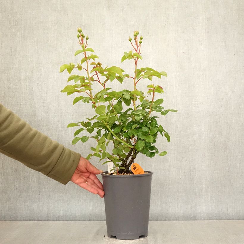 Spécimen de Rosier grimpant David Hockney Pot de 4L/5L tel que livré au printemps