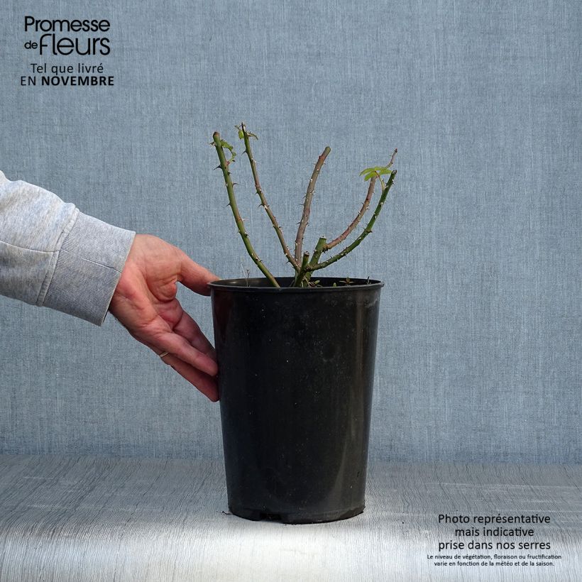 Spécimen de Rosier grimpant Dortmund Pot de 4L/5L tel que livré en automne