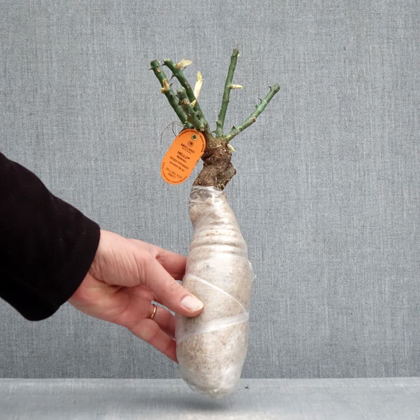 Spécimen de Rosier grimpant Edith Piaf Racines nues en motte tel que livré en hiver