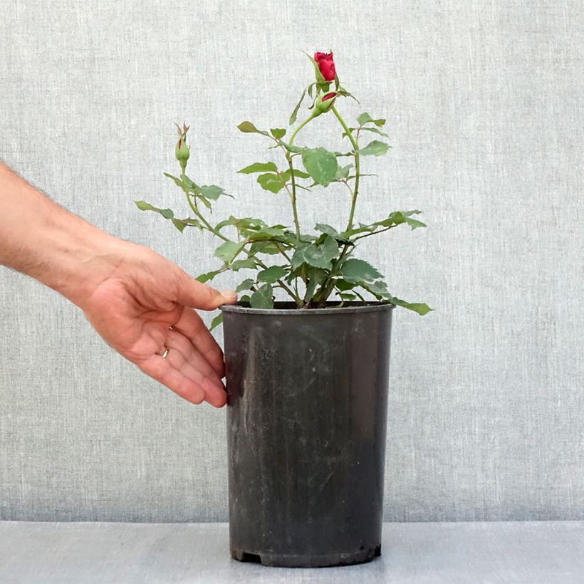 Spécimen de Rosier grimpant Etoile de Hollande Pot de 4L/5L tel que livré en été