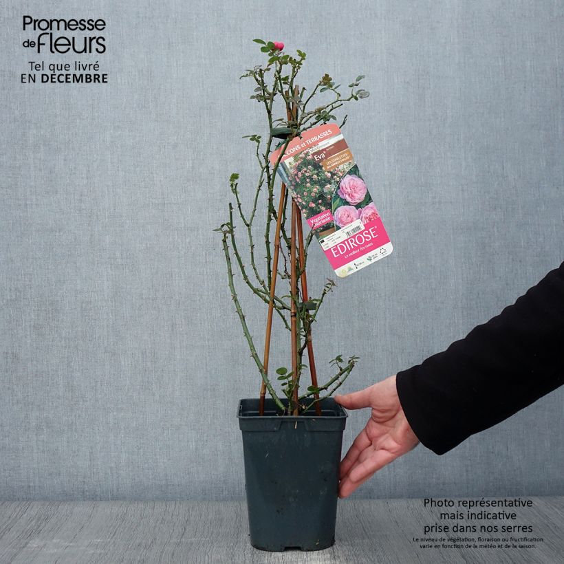 Spécimen de Rosier grimpant Starlet Rose Eva Pot de 4L/5L tel que livré en automne