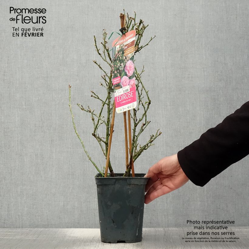 Spécimen de Rosier grimpant Starlet Rose Eva Pot de 4L/5L tel que livré en hiver