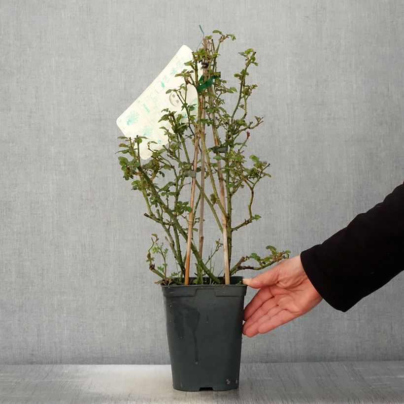 Spécimen de Rosier grimpant Starlet Rose Eva Pot de 4L/5L tel que livré au printemps