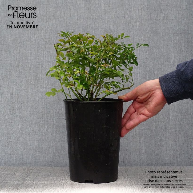 Spécimen de Rosier grimpant Excelsa Pot de 4L/5L tel que livré en automne