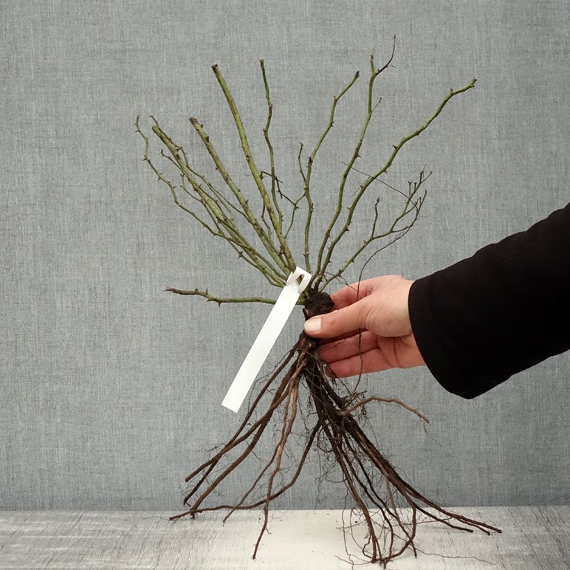 Spécimen de Rosier grimpant Excelsa Racines nues tel que livré en hiver