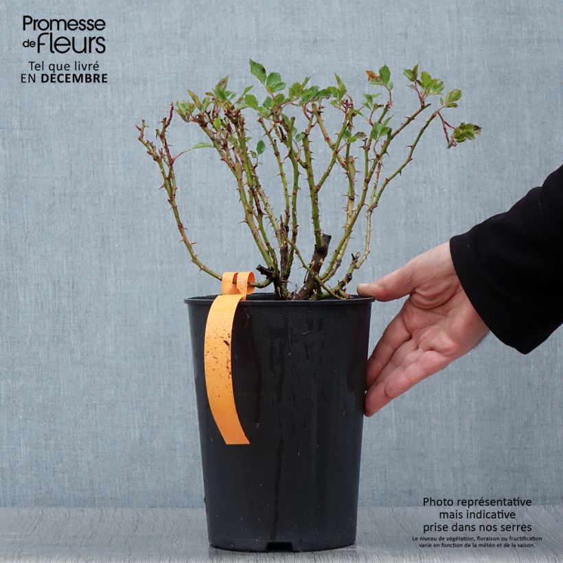 Spécimen de Rosier grimpant Eyeconic Pot de 4L/5L tel que livré en automne