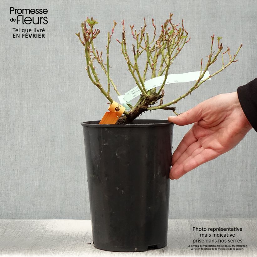 Spécimen de Rosier grimpant Eyeconic Pot de 4L/5L tel que livré en hiver