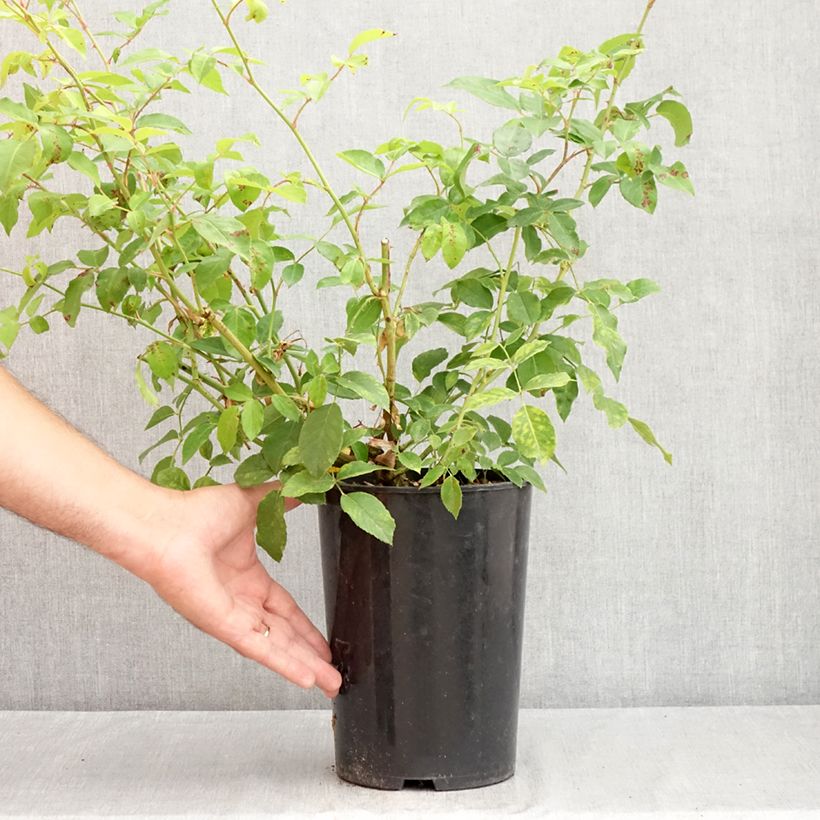 Spécimen de Rosier grimpant Fée des neiges (Climbing Iceberg) Pot de 4L/5L tel que livré en été