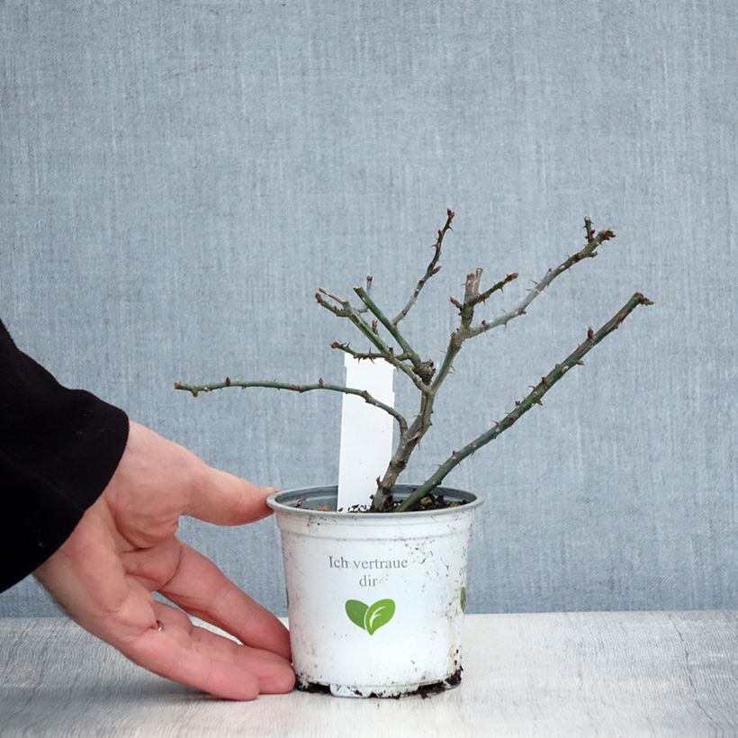 Spécimen de Rosier grimpant Florentina Pot de 10 cm/11cm, Issu de bouture tel que livré en hiver