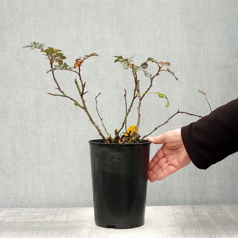 Spécimen de Rosier grimpant Florentina Pot de 4L/5L tel que livré en automne