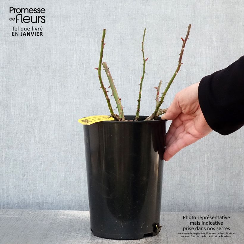 Spécimen de Rosier grimpant Florentina Pot de 4L/5L tel que livré en hiver