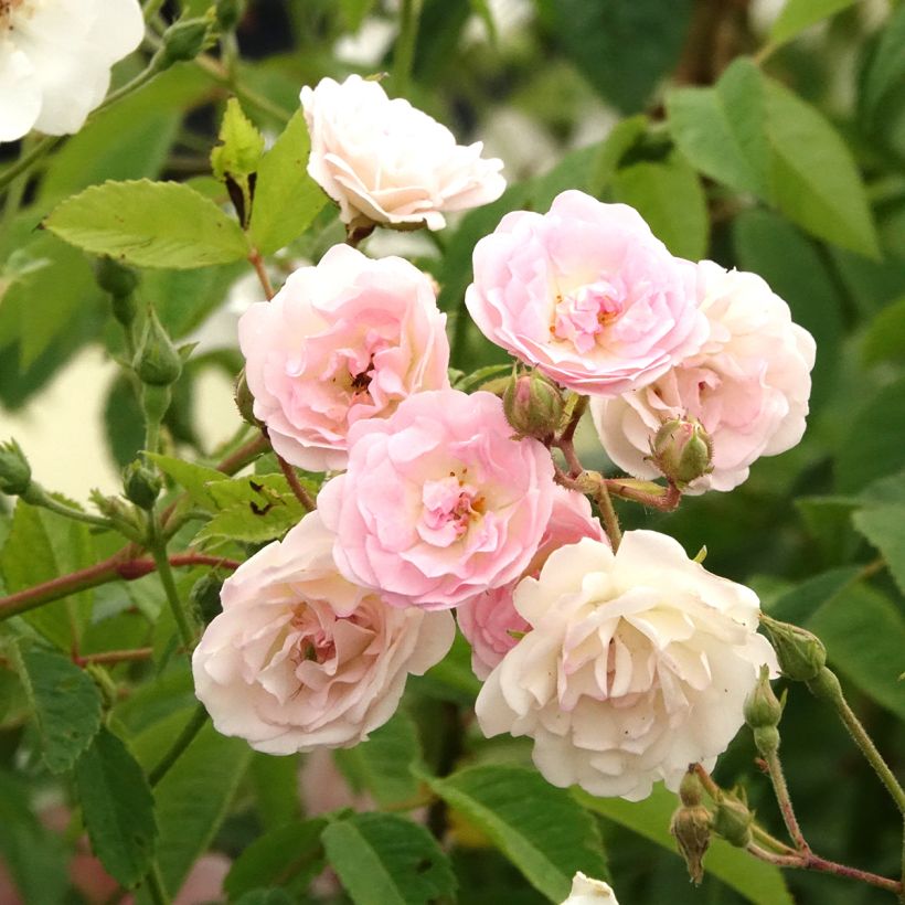 Rosier grimpant Frau Eva Schubert (Floraison)